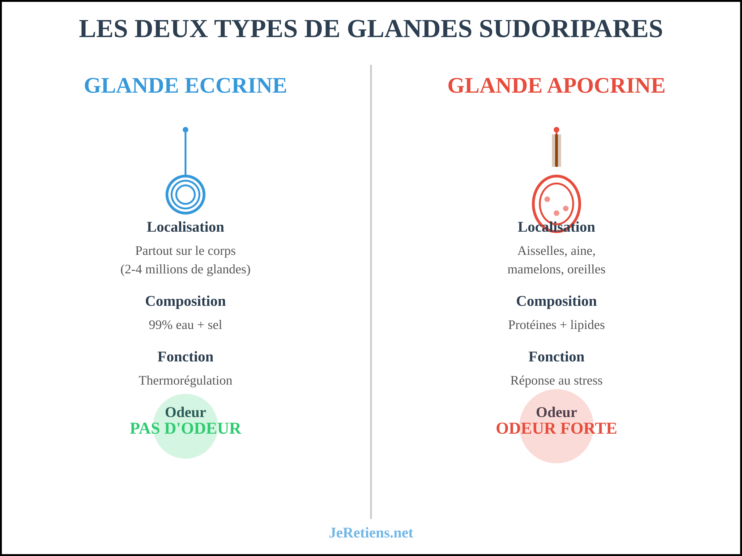 Comparaison des glandes sudoripares eccrine et apocrine : localisation, composition et production d'odeur