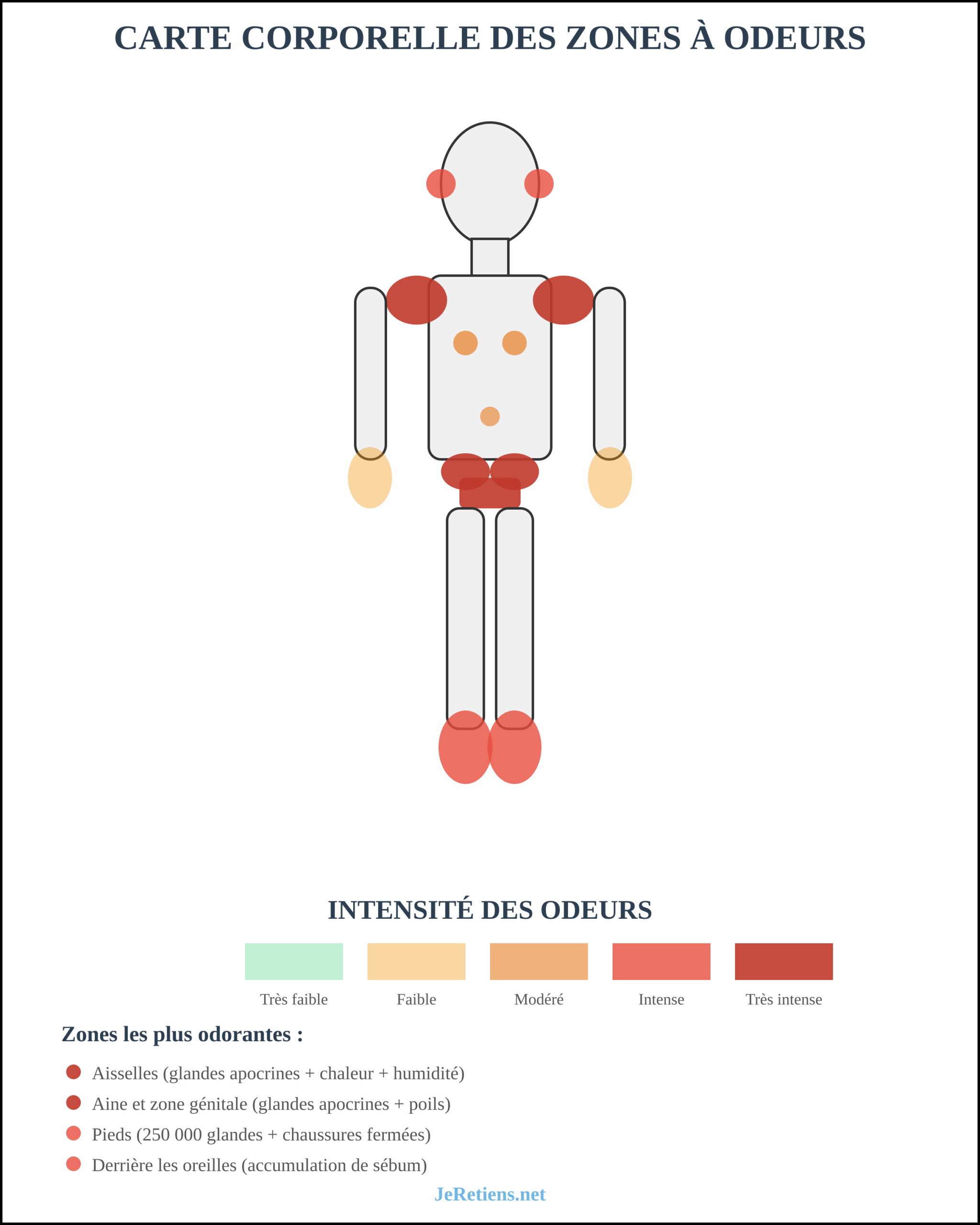 Carte corporelle humaine montrant les zones de production d'odeurs par intensité avec échelle de couleurs