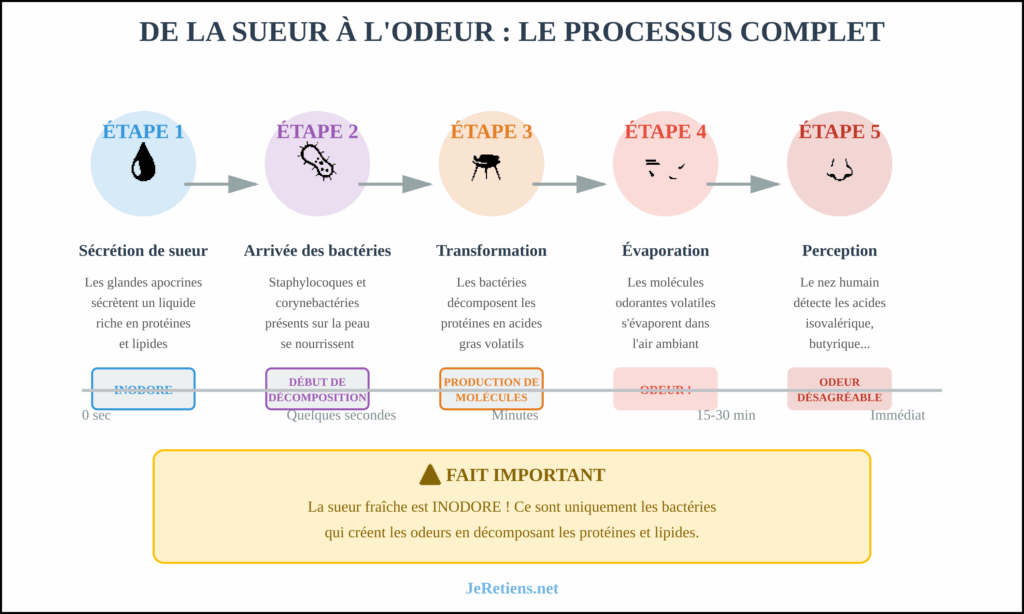 Processus en 5 étapes de transformation de la sueur inodore en odeur corporelle par décomposition bactérienne