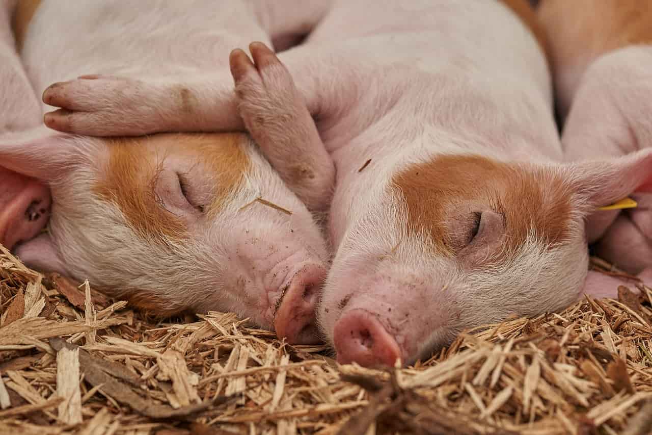 Quelle différence entre porc et cochon ?
