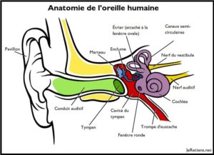 L'oreille humaine divisée en trois partie: l'oreille externe, l'oreille moyenne, l'oreille interne