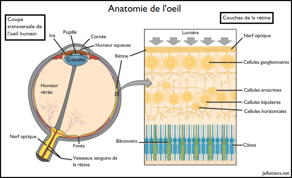 Schéma de l'anatomie d'un oeil