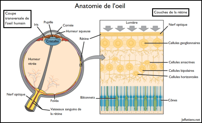 Anatomie De L il Comprendre Ses Structures Et Son Fonctionnement anatomie-de-l-il-comprendre-ses-structures-et-son-fonctionnement