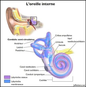 Schéma anatomique de l'oreille interne