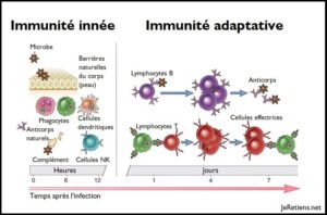 Immunité adaptative ou immunité innée face aux anticorps et aux lymphocites