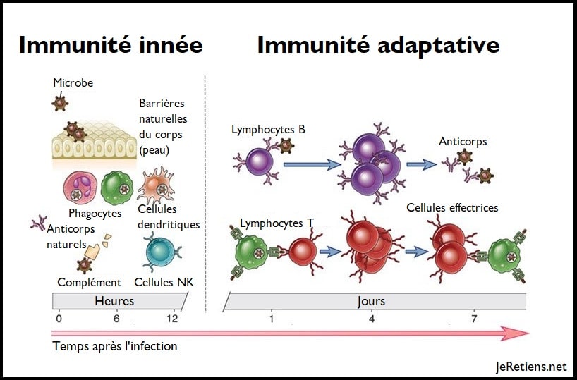Immunité adaptative ou immunité innée face aux anticorps et aux lymphocites