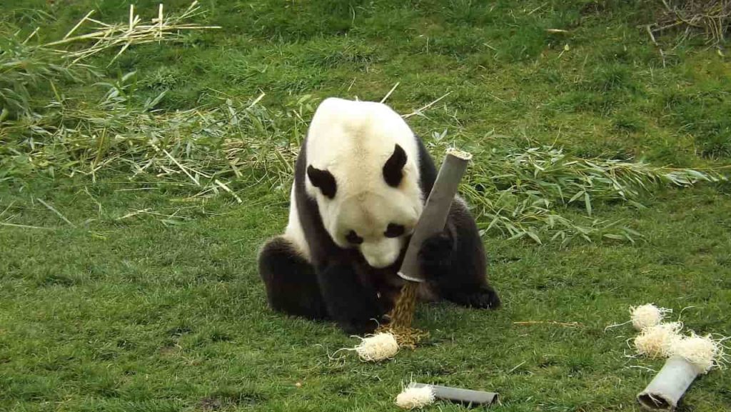 Comment devenir soigneur animalier ?