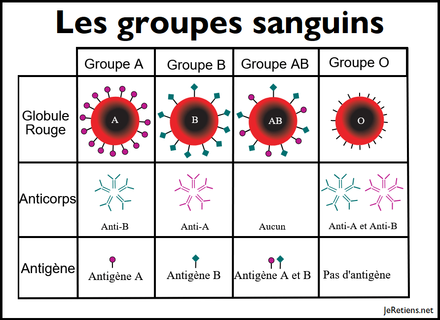 Quels sont les groupes sanguins et leurs antigènes ou anticorps ?
