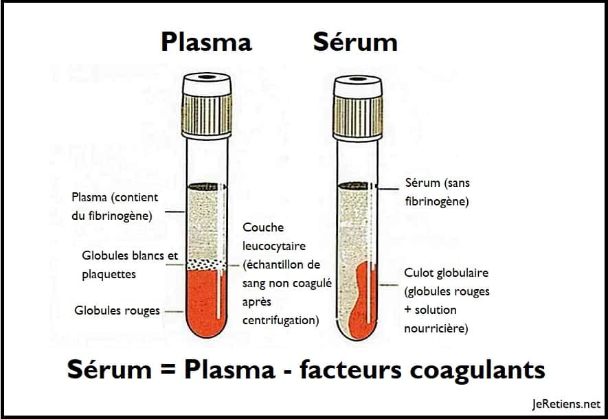 Quelle différence entre plasma et sérum ?
