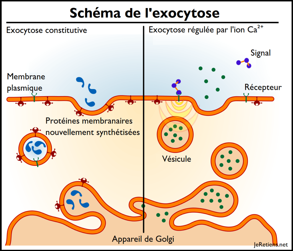 Schéma de l'exocytose et de ses deux types : constitutive et régulée par l'ion Ca²⁺