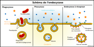 Schéma explicatif de l'endocytose et de ses trois types phagocytose, pinocytose et à récepteur