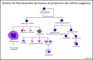 Schéma de l'hématopoièse, production des cellules sanguines et des lymphocytes b et t