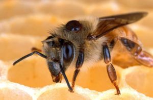 Gros plan d'une abeille