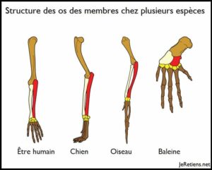 Les preuves de l'évolution dans les os similaires des pattes des différentes espèces