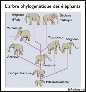 Arbre évolutif ou phylogénétique des éléphants