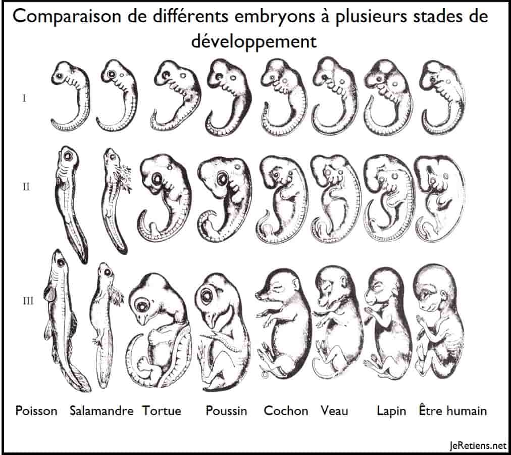 Schéma de comparaison du développement embryonnaire des vertébrés : divergence de von Baer