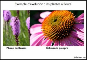 Exemple d'évoluton des fleurs à partir d'un ancêtre commun