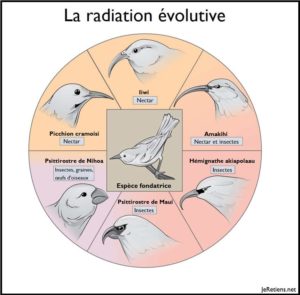 Schéma illustratif de la radiation évolutive des oiseaux à partir d'une espèce fondatrice