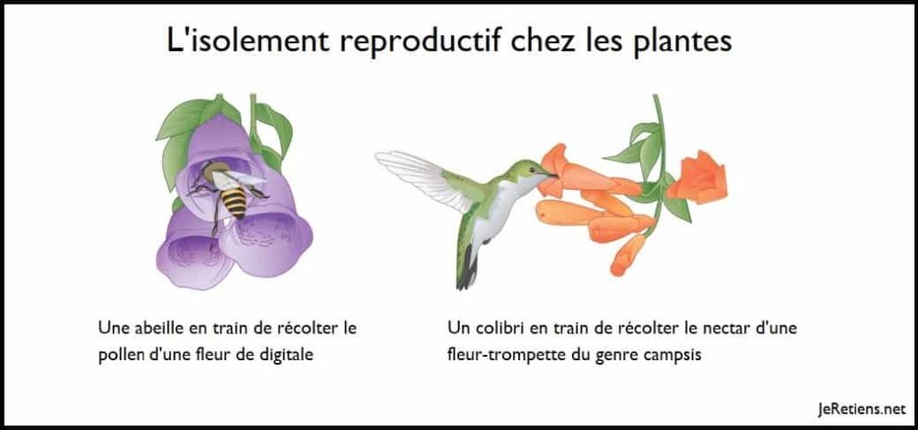Exemple d'isolement reproductif chez les plantes