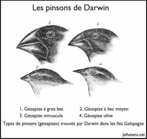 Les pinsons (géospizes) de Darwin