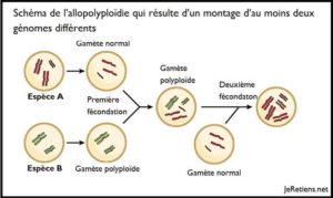 Qu'est-ce que l'allopolyploïdie et la polyploïdie ?