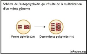 Que sont la polyploïdie et l'autopolyploïdie ?