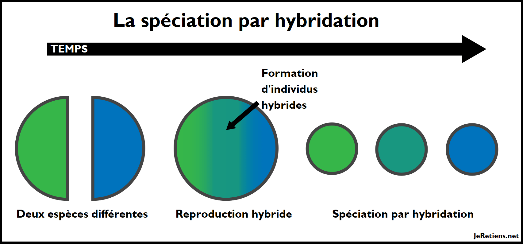 Qu'est-ce que la spéciation par hybridation ?
