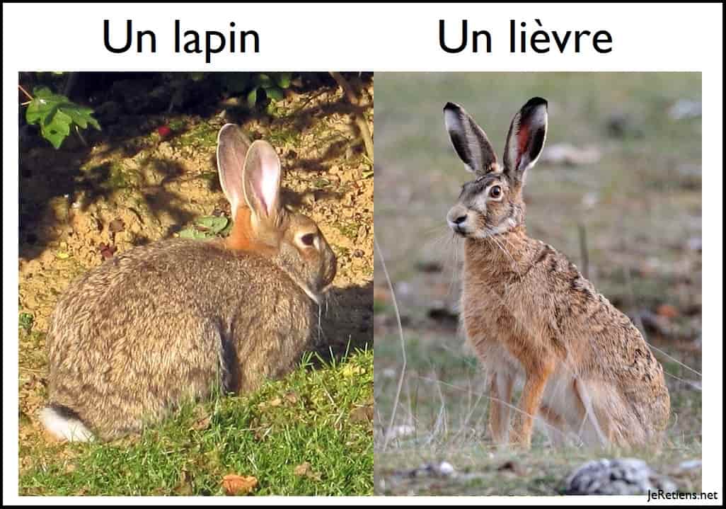 Quelle est la différence entre un lapin et un lièvre ?