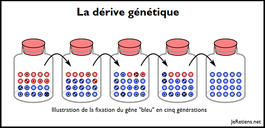 Schéma de la dérive génétique