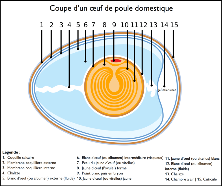 que-faire-avec-des-jaunes-d-oeufs-mes-meilleures-recettes-faciles