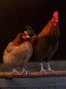 Quelle est la différence entre une poule et un coq ?