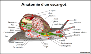 Coupe anatomique de l'escargot