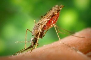 Comment le moustique transmet-il le paludisme ?