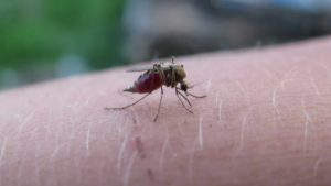 Le moustique est-il responsable du paludisme ?