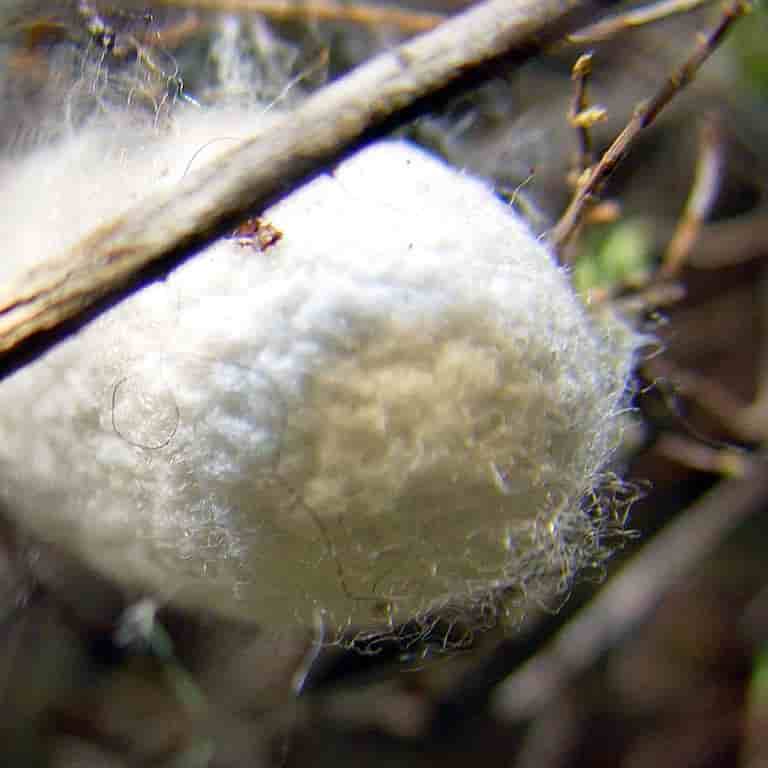 Un cocon fabriqué par un ver à soie