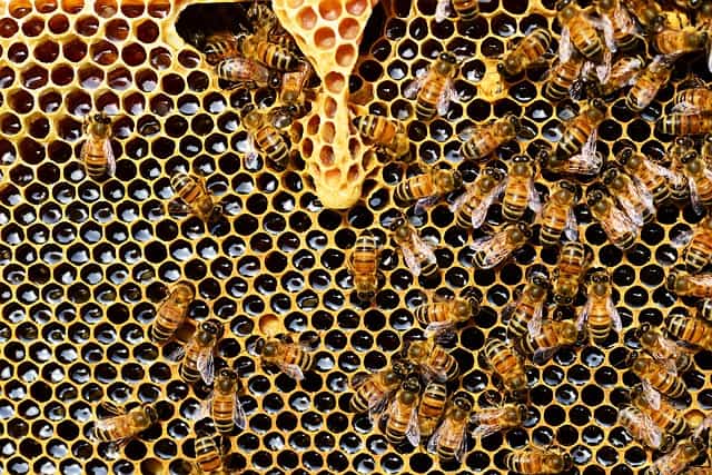 Où les abeilles stockent-elles le miel ?