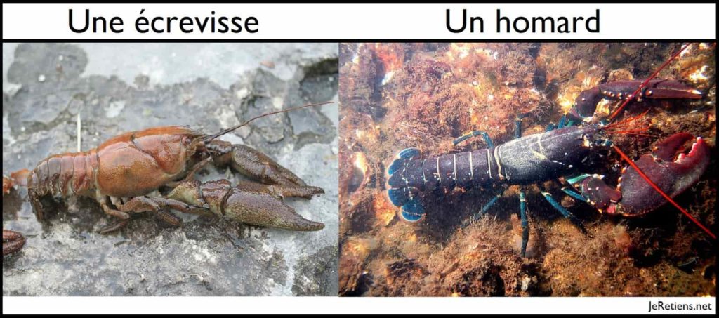 Quelle est la différence entre une écrevisse et un homard ?
