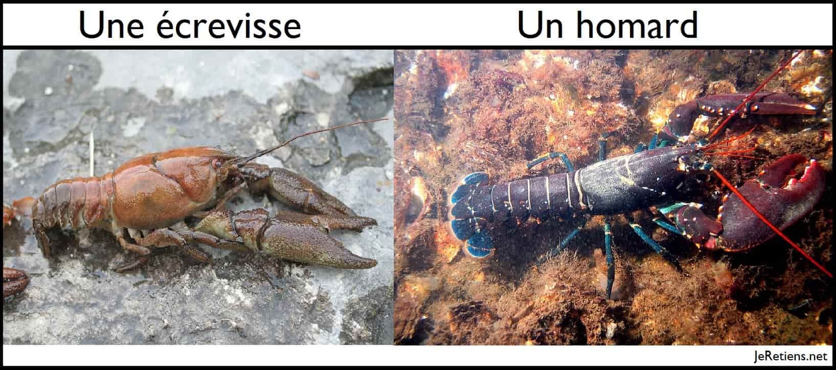 Quelle est la différence entre une écrevisse et un homard ?