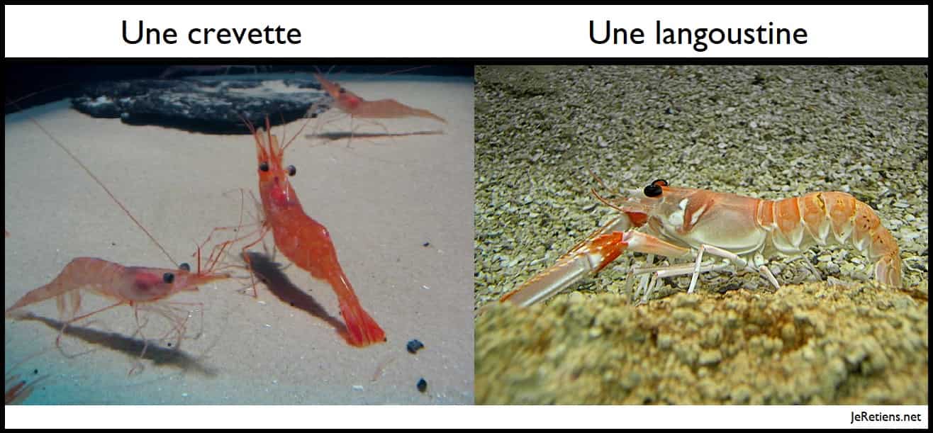 Quelle est la différence entre une crevette et une langoustine ou scampi ?