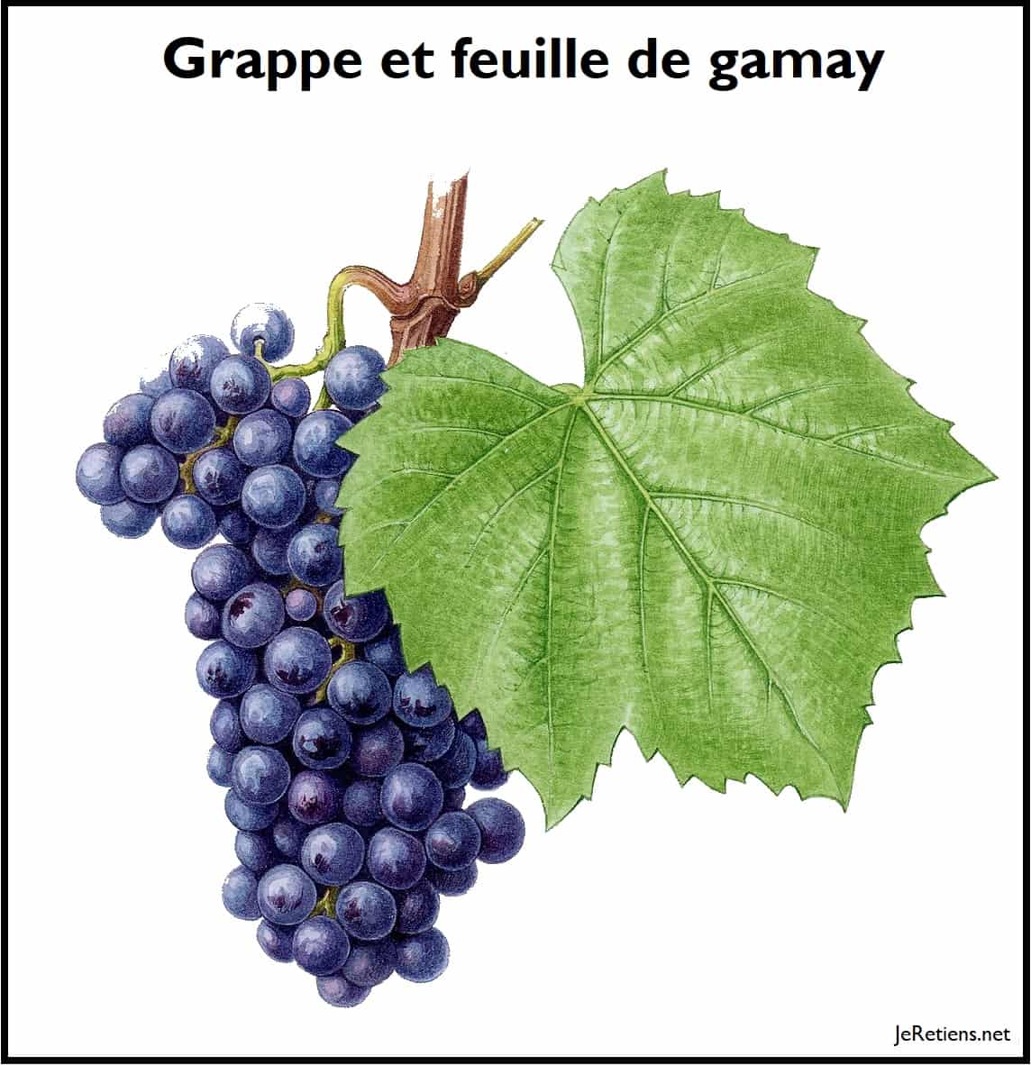 La vigne du Gamay : la feuille et la grappe de raisins