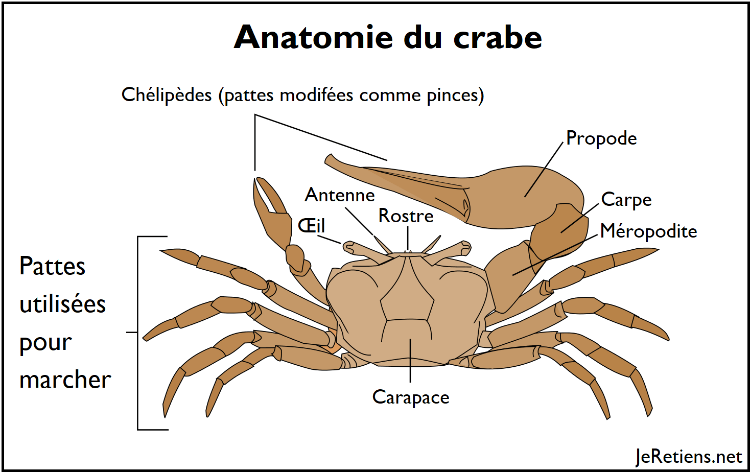 Schéma détaillé de l'anatomie du crabe