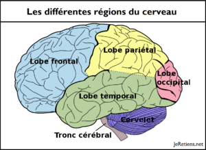 Quels sont les différents lobes du cerveau ?
