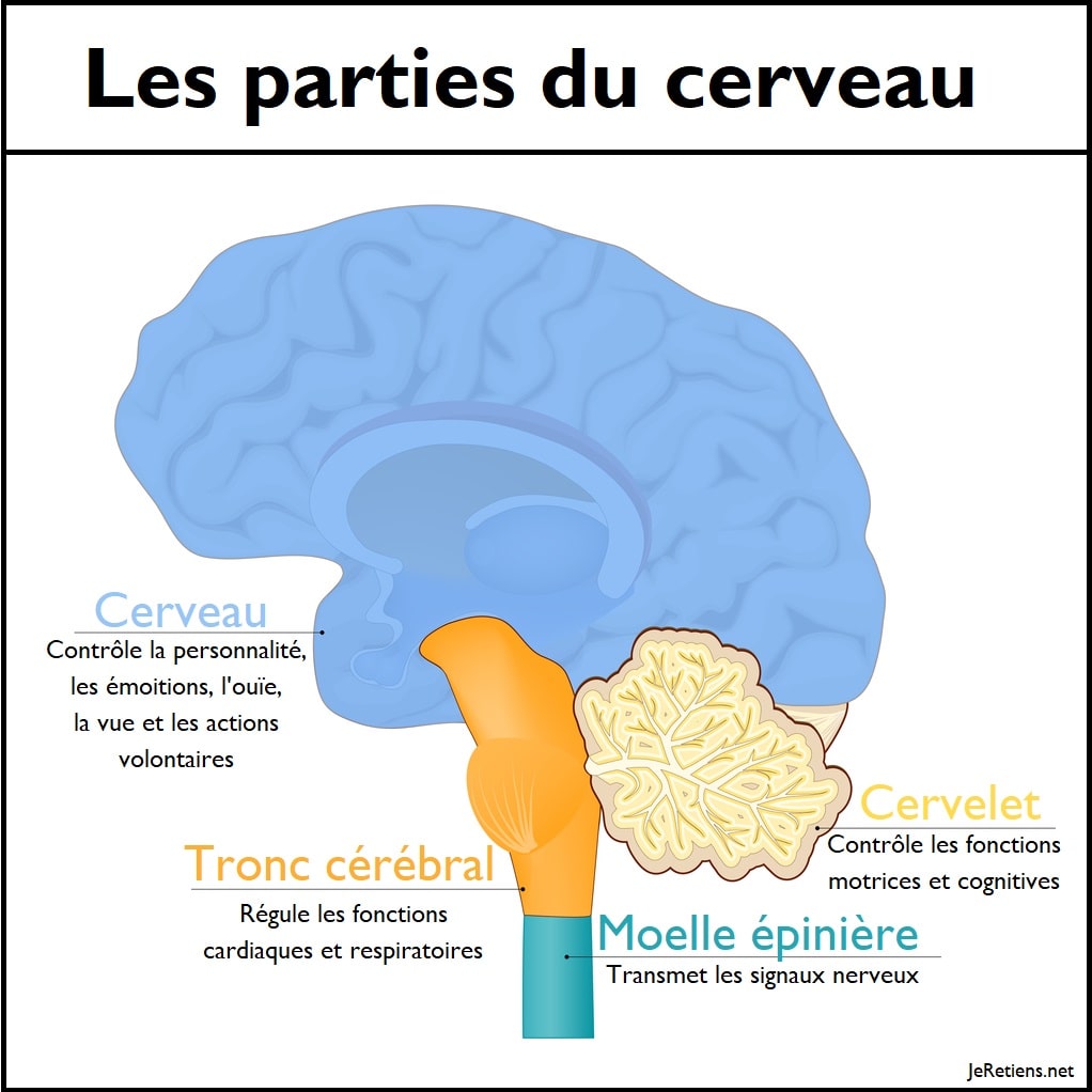 Quelles sont les différentes parties du cerveau ?