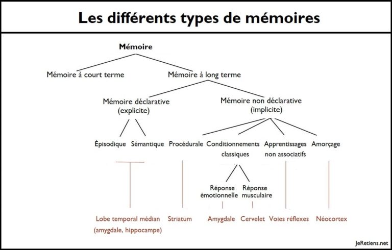 Quelle est la différence entre la mémoire autobiographique et la