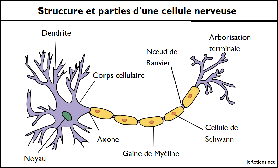 Schéma d'un neurone ou cellule nerveuse