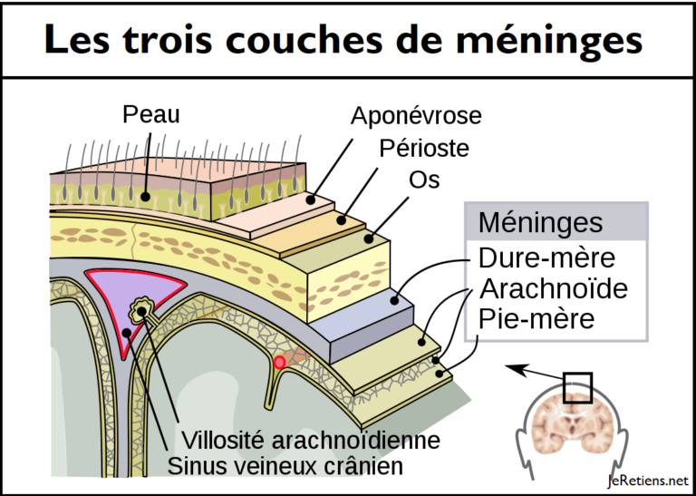 Troiscouchesdeméningesetleursituationdanslecrâne 9453