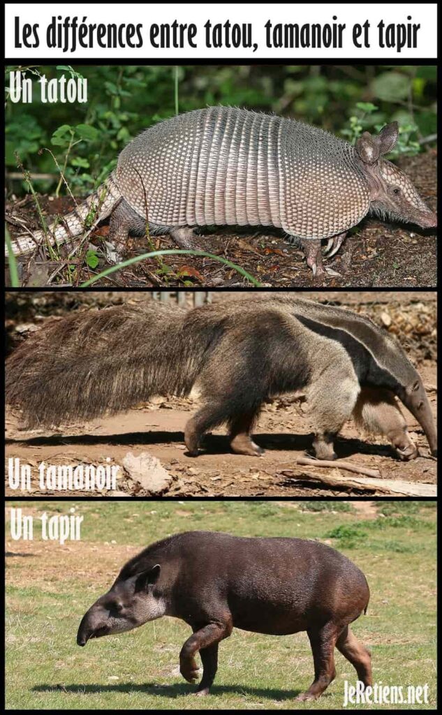 Quelles sont les différences entre les tatous tamanoirs et tapirs ?
