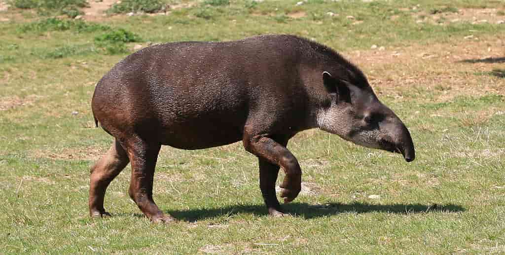 Vue de profil d'un tapir