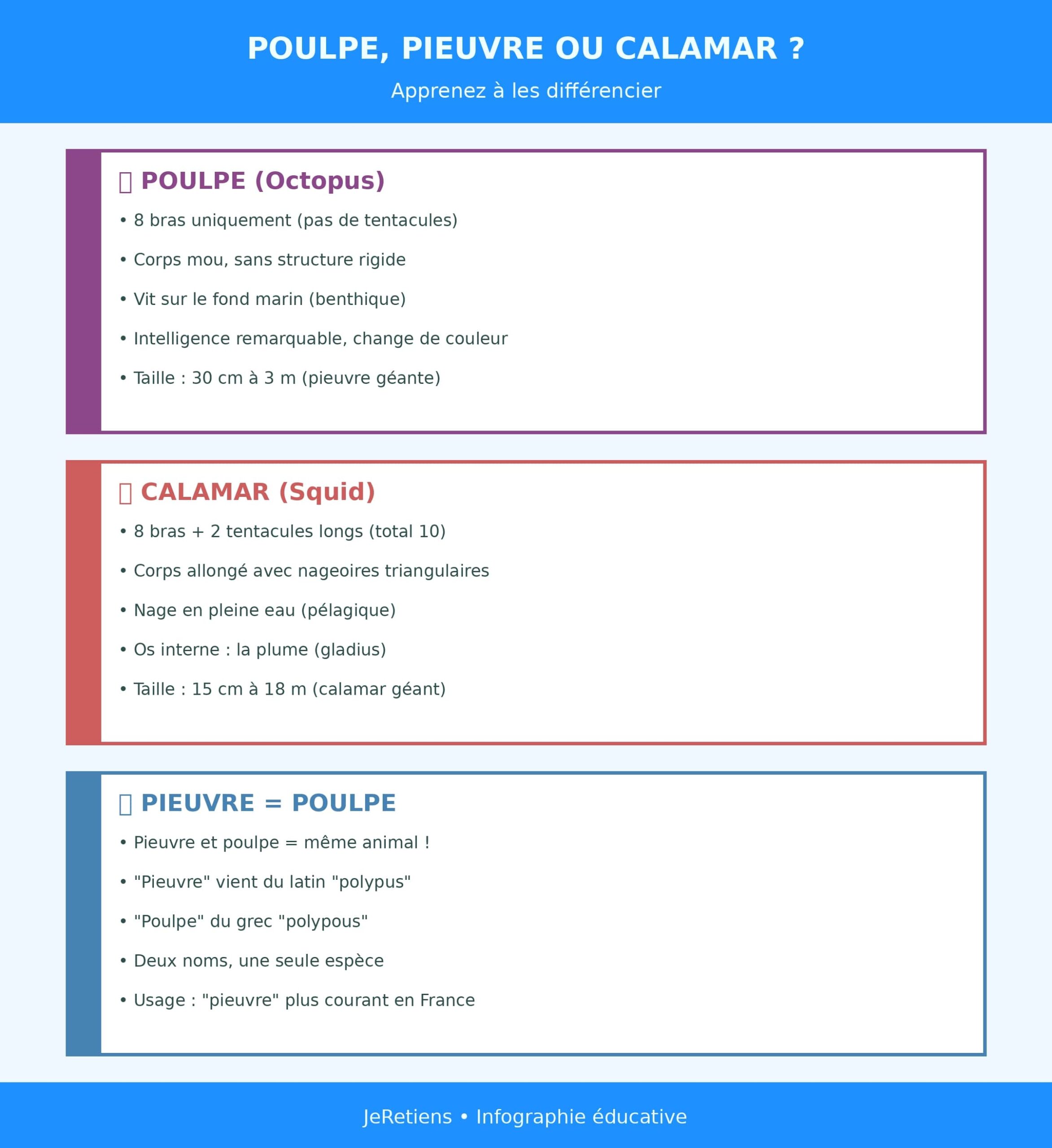 Infographie comparative poulpe, pieuvre et calamar : le poulpe a 8 bras sans tentacules et un corps mou benthique, le calamar a 8 bras plus 2 tentacules longs avec nageoires triangulaires et nage en pleine eau, la pieuvre est le même animal que le poulpe (deux noms français pour une seule espèce)