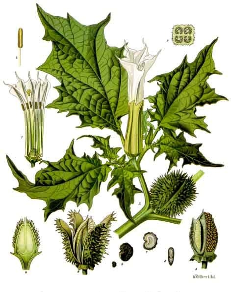 Illustration botanique vintage du Datura stramonium par Franz Eugen Köhler, mettant en valeur ses feuilles dentelées, sa fleur blanche en entonnoir et sa capsule épineuse.